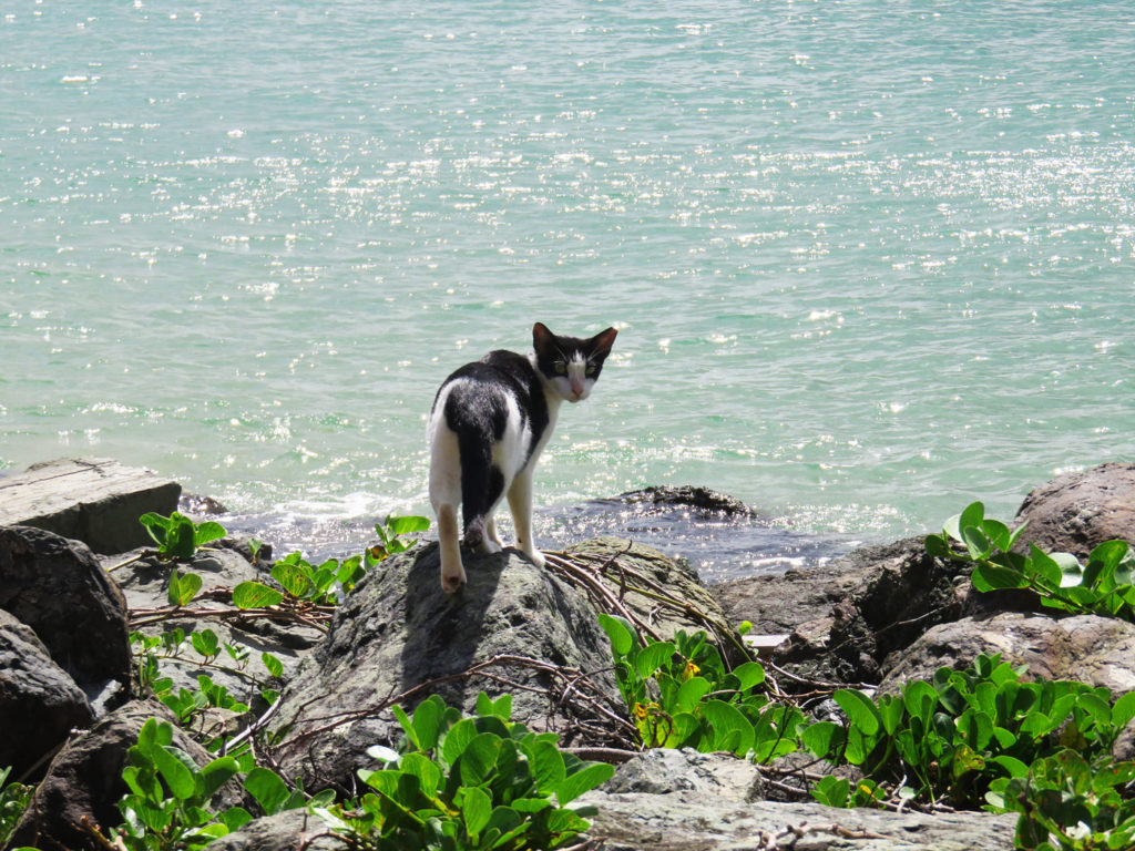 Cat along Paseo del Morro San Juan, Puerto Rico