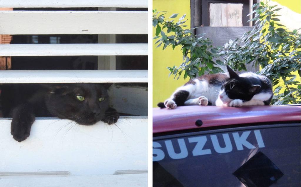 Cats in Old San Juan, Puerto Rico