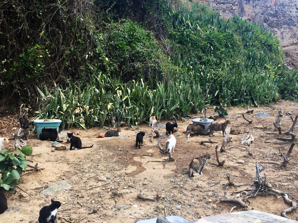Cats along Paseo del Morro in San Juan