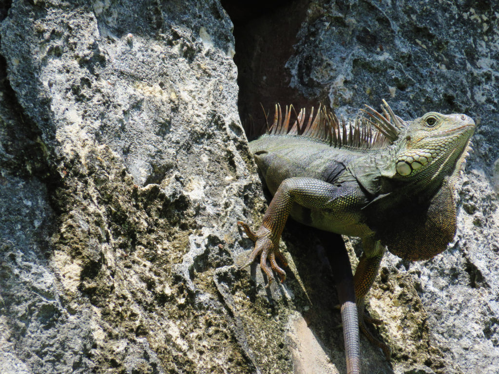 Iguana at El Morro