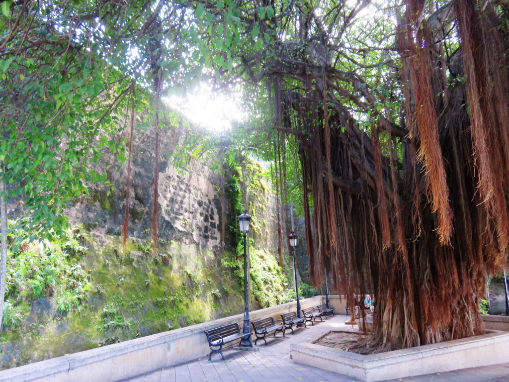 Tree near San Juan Gate