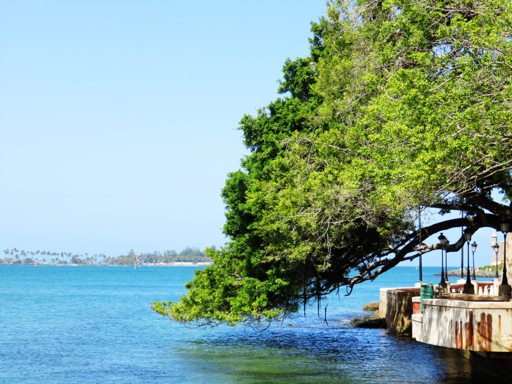 Tree along Paseo del Morro San Juan