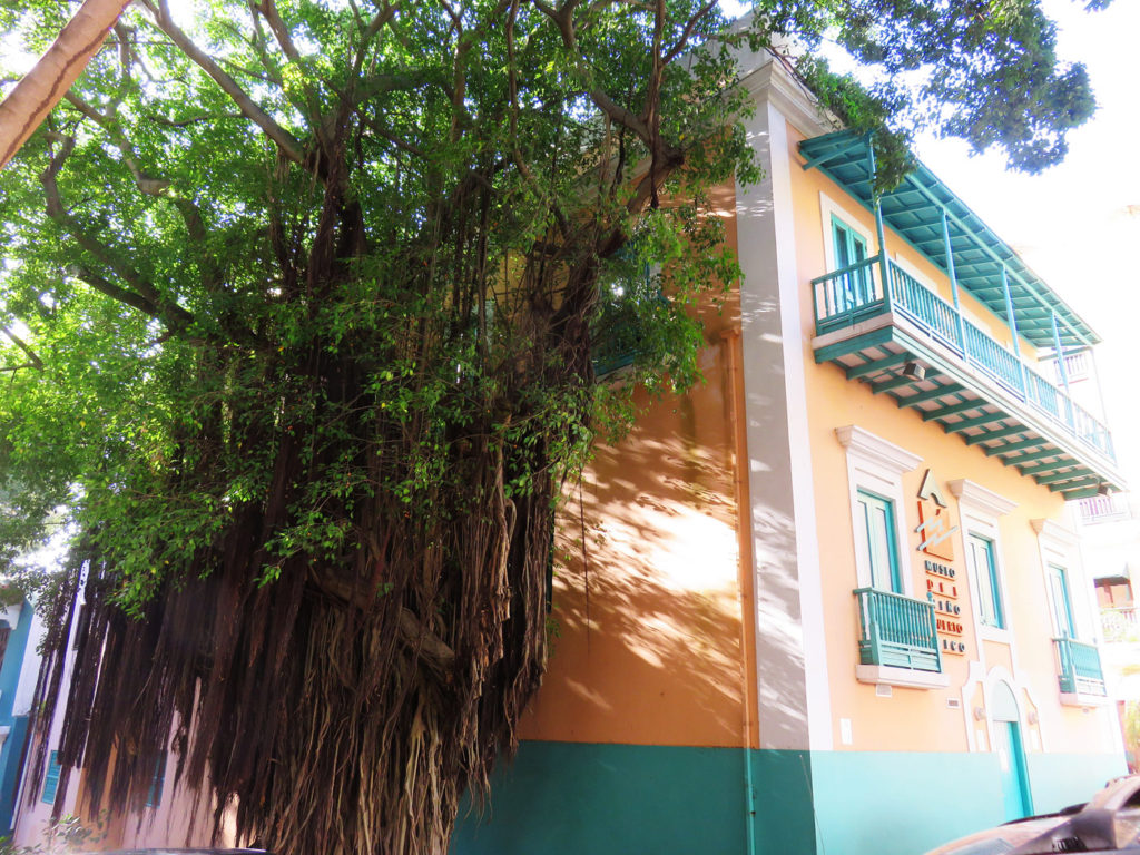 Old San Juan Hanging Tree