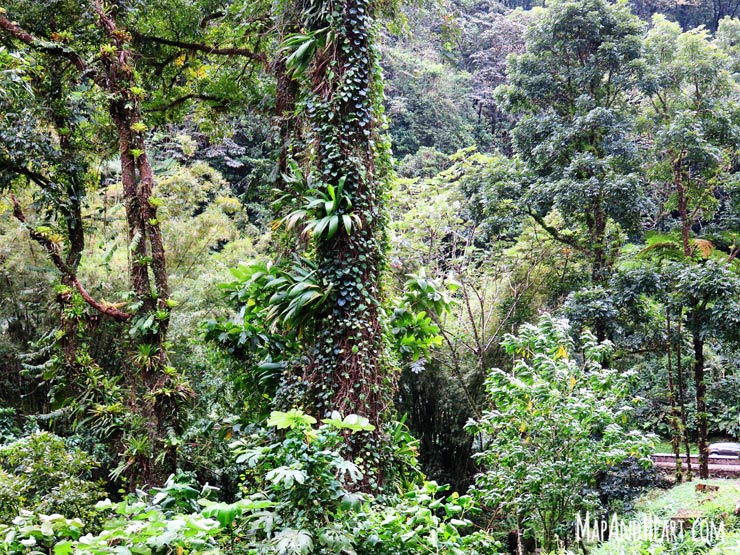 Drive through Martinique rainforest