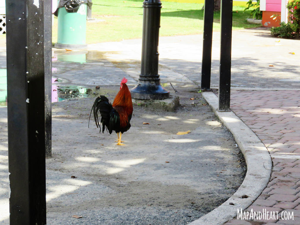 Rooster in Road Town, Tortola