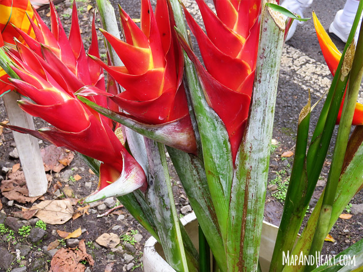 Tropical flowers in Martinique