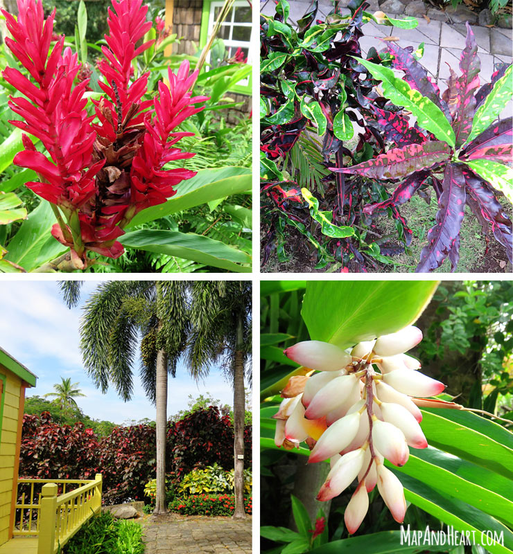 Beautiful plants and flowers at Romney Manor