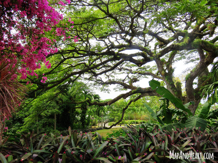 Saman tree at Romney Manor, St. Kitts